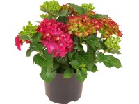 Royal Lemkes Hortenzia velkolistá (Hydrangea macrophylla) červená, cca 45 cm, 5l