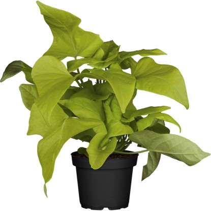 OBI Povojník batatový zelený priemer kvetináča cca 13 cm