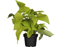 OBI Povojník batatový zelený priemer kvetináča cca 13 cm