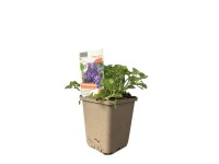 OBI Zvonček skalničkový fialovomodrý priemer kvetináča cca 9 cm x 9 cm