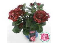 Hortenzia veľkolistá 