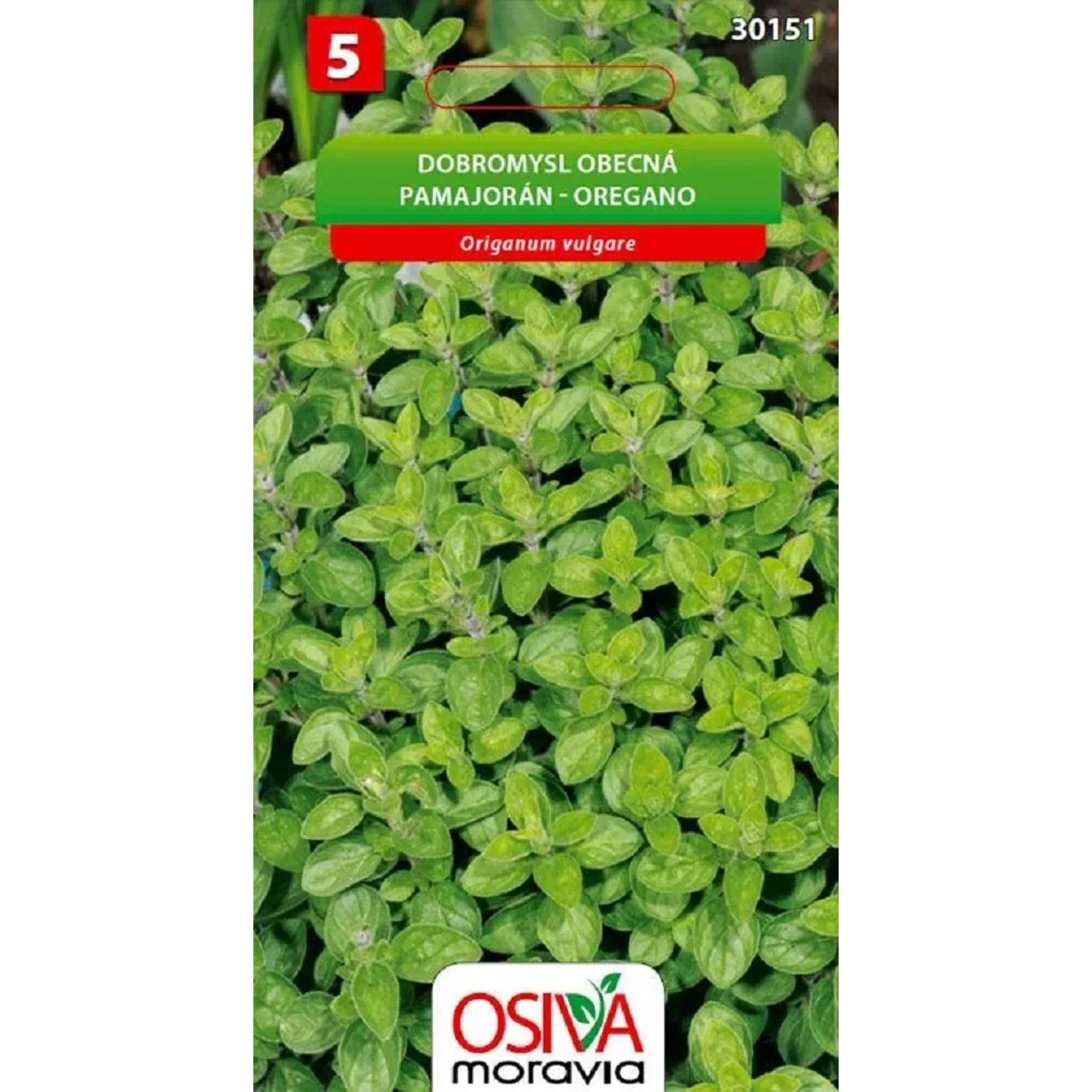 E-shop Osiva Moravia Semienka Pamajorán/Oregano (Origanum vulgare)
