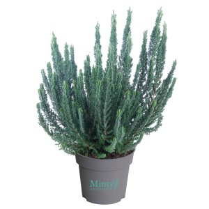 Vres 'Minty' v kvetináči, cca 11 cm Ø. Mrazuvzdorná Calluna vulgaris na balkón aj do záhrady.