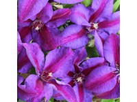 Plamienok (Clematis Hyb.) 
