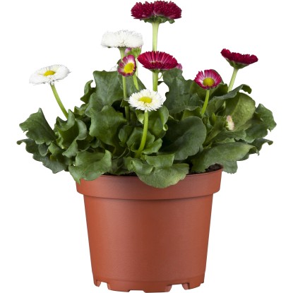 Sedmokráska obyčajná priemer kvetináča cca 13 cm duo