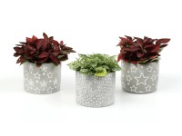 Fitónia v betónovom kvetináči priemer kvetináča cca 20 cm