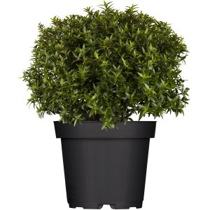 Brautmyrte (Myrthus microphylla) v čiernom kvetináči, vždyzelená rastlina pre interiér a exteriér.