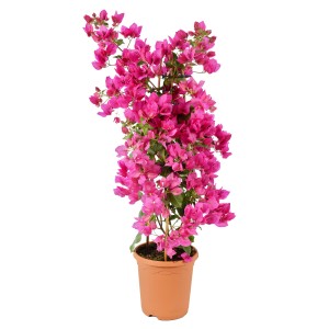 Bugenvilea (Drillingsblume) ako pyramída v kvetináči s ružovými kvetmi.