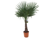Gartenbau Palma konopná (Trachycarpus fortunei) cca 120 cm, pr. 40 cm