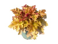 GROW by OBI Dlžicha (Heuchera hybrida) oranžovolistá cca výška 35 cm, pr. 17 cm GROW by OBI Dlžicha (Heuchera hybrida) oranžovolistá cca výška 35 cm, pr. 17 cm