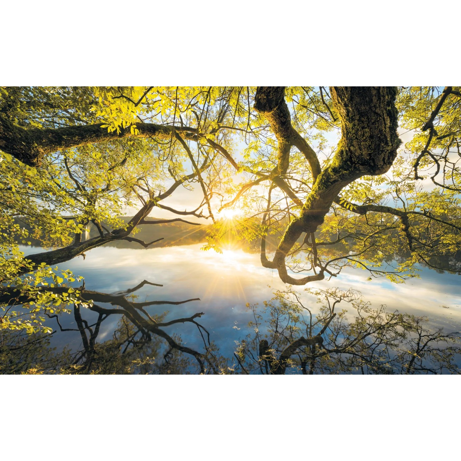 E-shop Komar Vliesová fototapeta Golden Embrace 400 x 250 cm