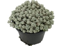 OBI Rozchodník biely priemer kvetináča cca 12 cm Sedum