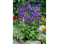 OBI Zvonček širokolistý fialový priemer kvetináča cca 9 cm x 9 cm