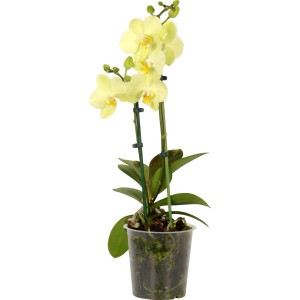 Motýlia orchidea oranžovo-žltá, 2 výhonky, elegantná izbová rastlina.