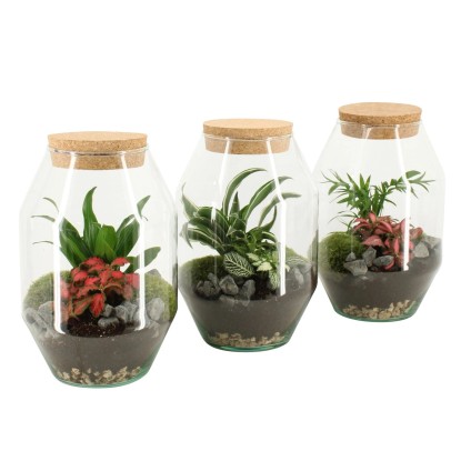 Aranžmán izbových rastlín v sklenenej nádobe, rôzne druhy, pr. 17 cm