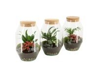 Aranžmán izbových rastlín v sklenenej nádobe, rôzne druhy, pr. 17 cm