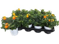 Grow by OBI Libora meniaca (Lantana camara), mix, pr. cca 13 cm