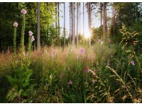 Komar Vliesová fototapeta Summer Glade 350 x 250 cm