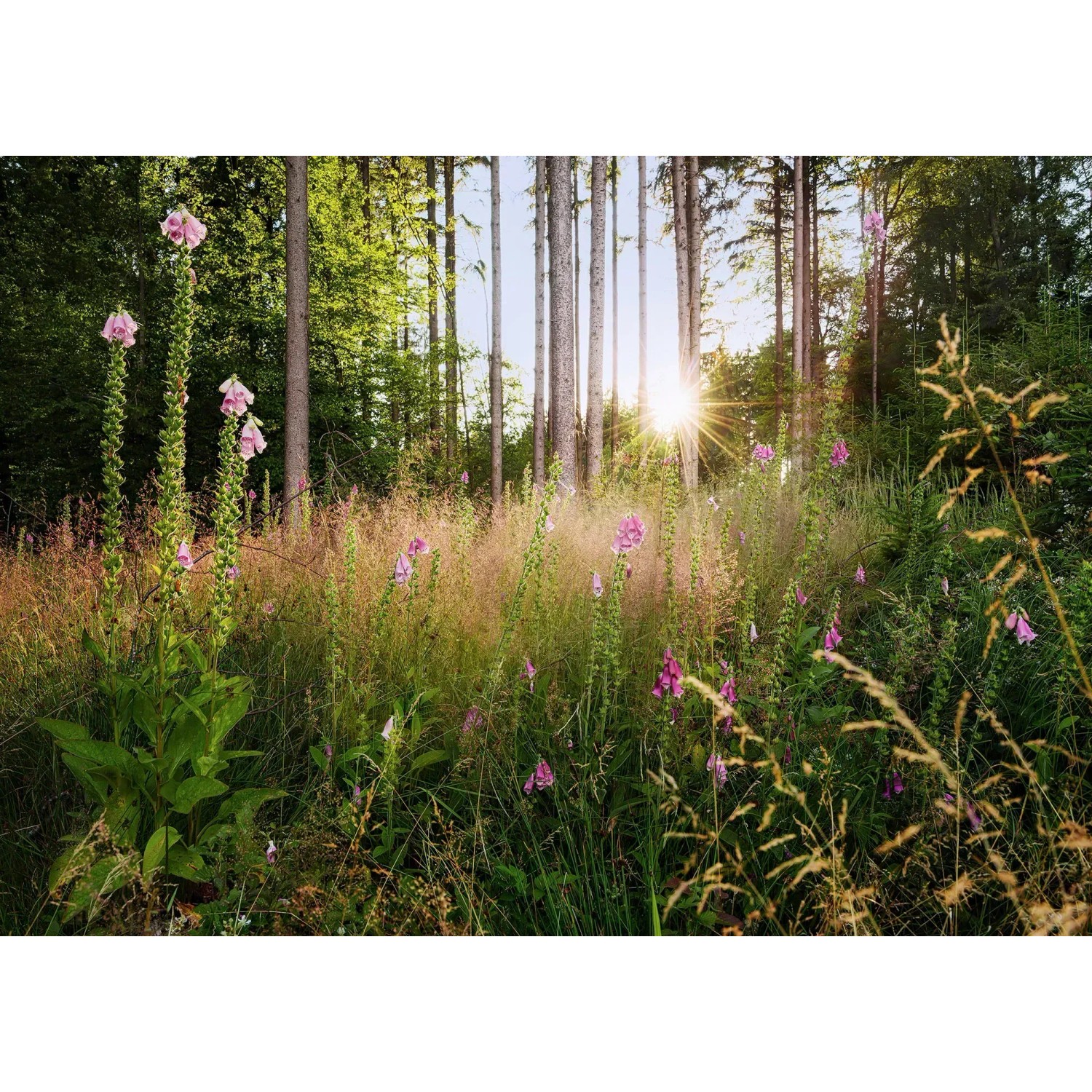 E-shop Komar Vliesová fototapeta Summer Glade 350 x 250 cm