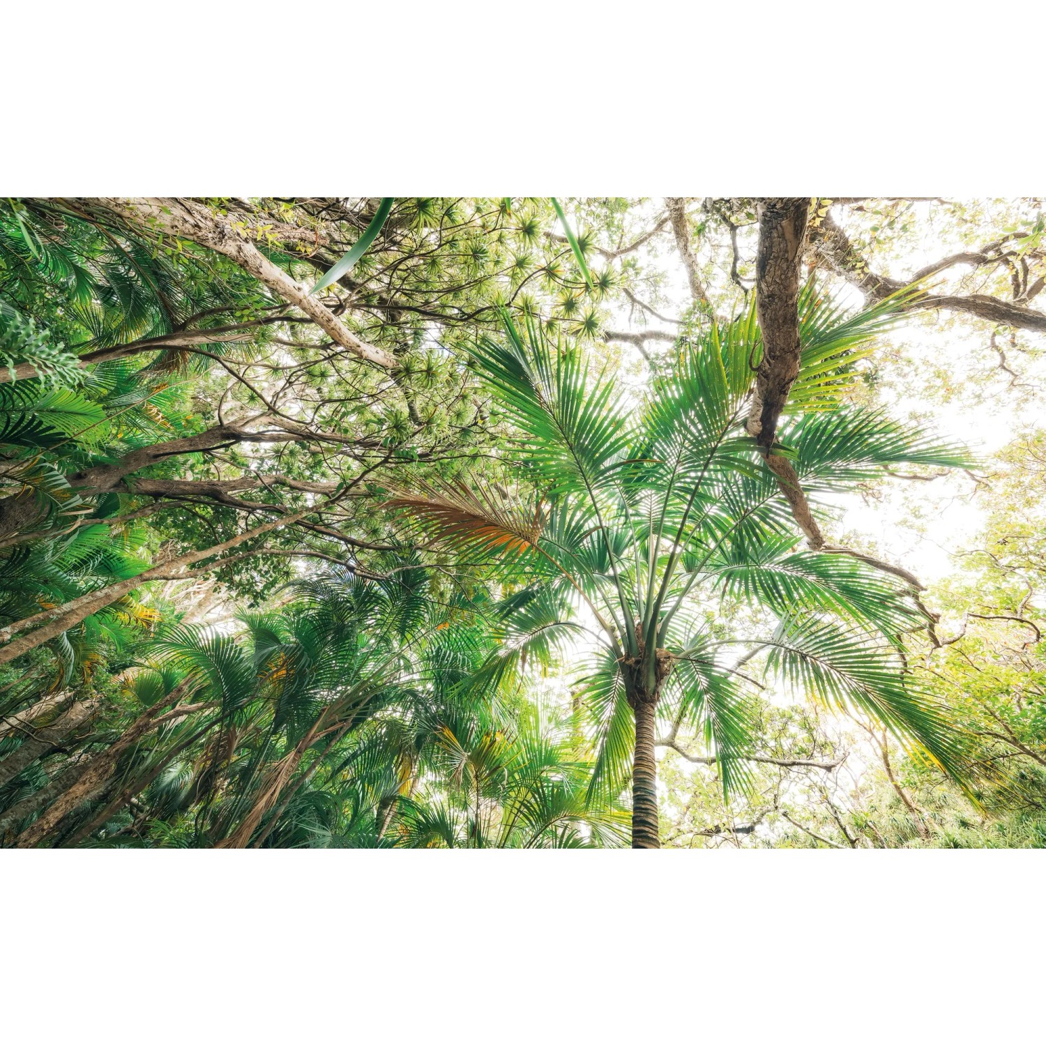 E-shop Komar Vliesová fototapeta Touch the Jungle, 450 x 280 cm
