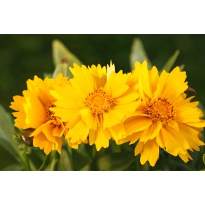 Detail troch žlto-zlatých, veľkokvetých krásnoôk (Coreopsis grandiflora) v kvetináči.