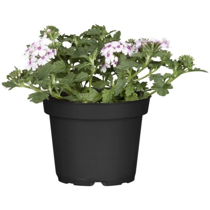 Grow by OBI Železník skrížený (Verbena Hybrida), pr. kvetináče cca 13 cm