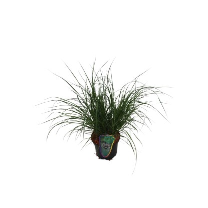 Grow by OBI Perovec (Pennisetum) Hameln, při. cca 16 cm