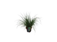 Grow by OBI Perovec (Pennisetum) Hameln, při. cca 16 cm
