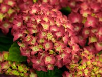 Hortenzia kalinolistá 