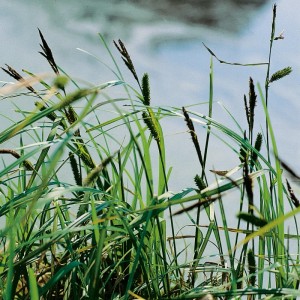 Pobrežná ostrica (Carex riparia) v kvetináči, okrasná močiarna rastlina do jazierka.