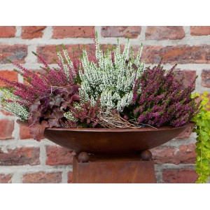 Vres (Calluna vulgaris) v kvetináči s ružovými, bielymi a fialovými kvetmi v kvetináči.