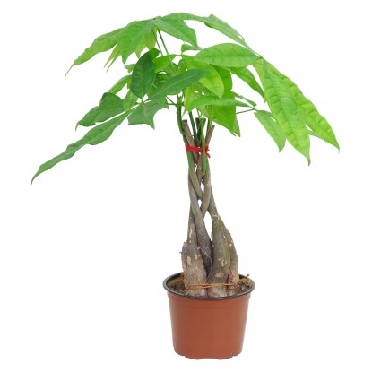 GROW by OBI Pachira vodná s priemerom kvetináča cca 12 cm