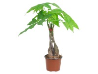 GROW by OBI Pachira vodná s priemerom kvetináča cca 12 cm