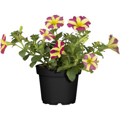 OBI Petúnia "Amore" priemer kvetináča cca 12 cm Petunia
