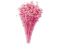 NOHEL GARDEN Sušená dekorácia Len tmavo ružový 40 g