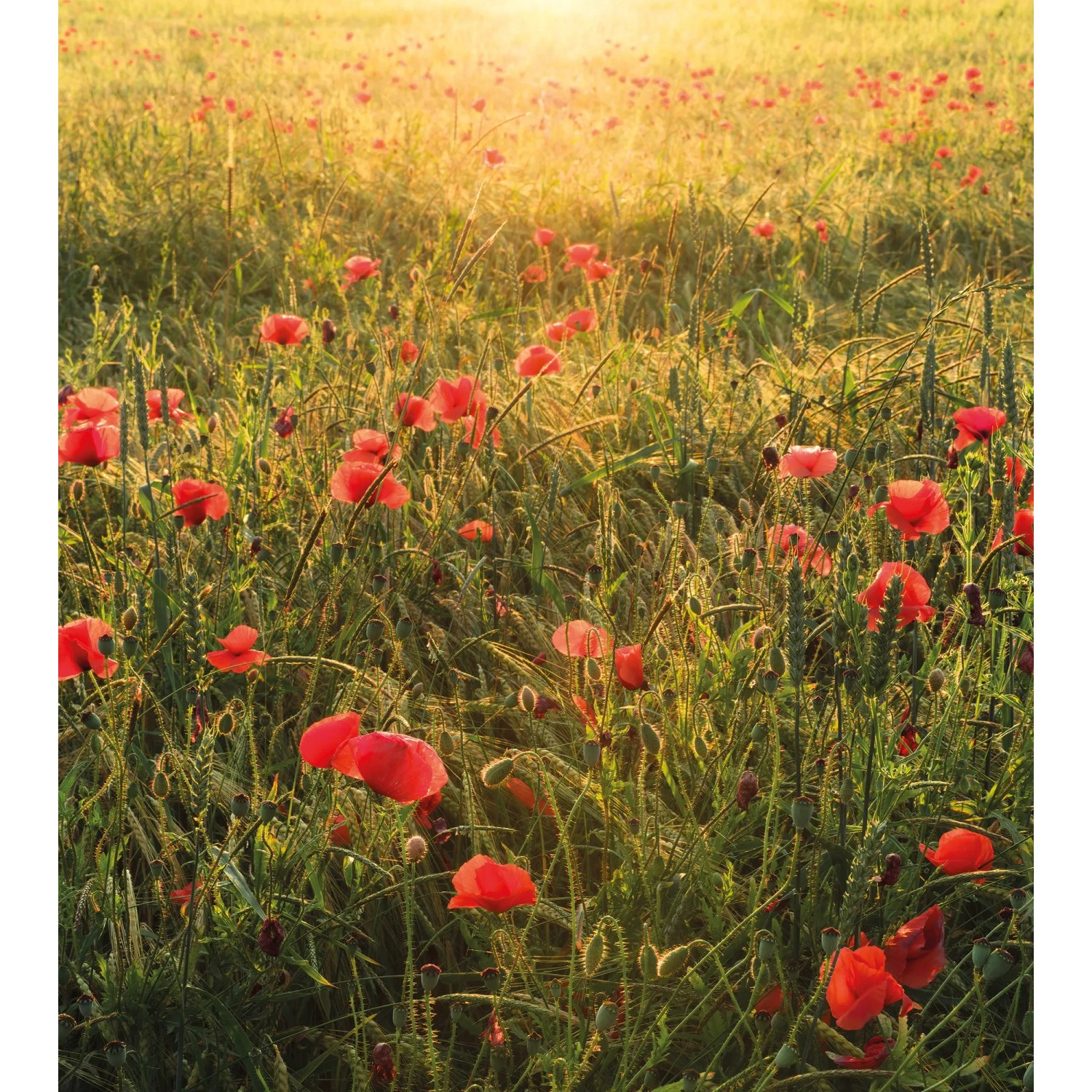 E-shop Komar Vliesová fototapeta Poppy World 250 x 280 cm