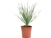 GROW by OBI Trávovník (Dasylirion serratifolium) výška 20-30 cm, kvetináč 7 l