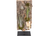 Aranžmán z tilandsií na hranatom kuse kôry priemer kvetináča cca 15 cm