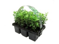 Emerald Brslen Fortuneov bielo žíhaný 6 ks Emerald Brslen Fortuneov bielo žíhaný 6 ks