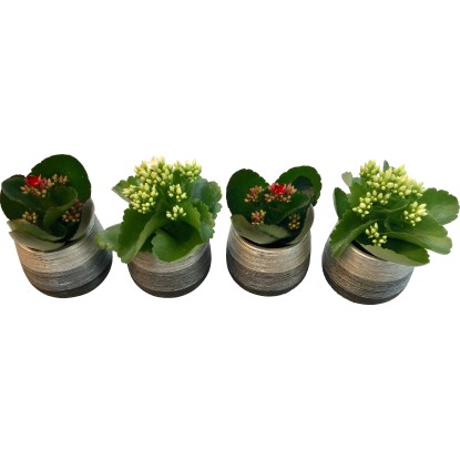 Aranžmán s kalanchoe Blossfeldovou v keramickom kvetináči priemer kvetináča cca