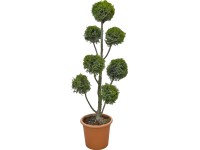 OBI Cyprusovec leylandský 