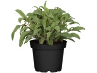 GROW by OBI Šalvia lekárska, 60-90 cm, pr. kvetináče 14 cm, Salvia officinalis