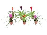 Mini bromélia priemer kvetináča cca 5,5 cm