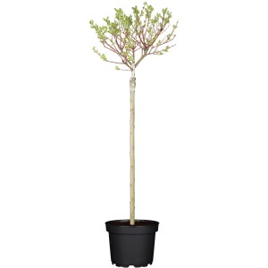 OBI Harlekinweide Hakuro Nishiki v kvetináči, výška cca 60-80 cm, so zeleno-bielymi mramorovanými listami.