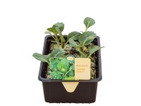 Kapusta, sadba v miske