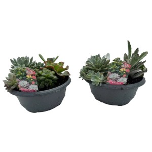 CZ-Flora Rôzne druhy sukulentov v miske cca 23 cm, 1 ks