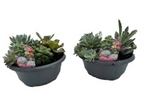 CZ-Flora Rôzne druhy sukulentov v miske cca 23 cm, 1 ks
