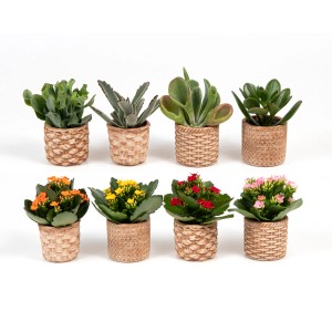 Izbové rastliny v keramickom kvetináči, rôzne sukulenty a Kalanchoe, kvetináč cca 6 cm
