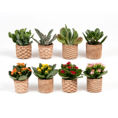 Izbová rastlina v keramickom kvetináči, rôzne druhy, pr. kv. 6 cm