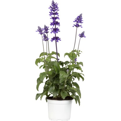 Šalvia pomúčená (Salvia farnaceae) Mystic Spires Blue, pr. kvetináča 13 cm